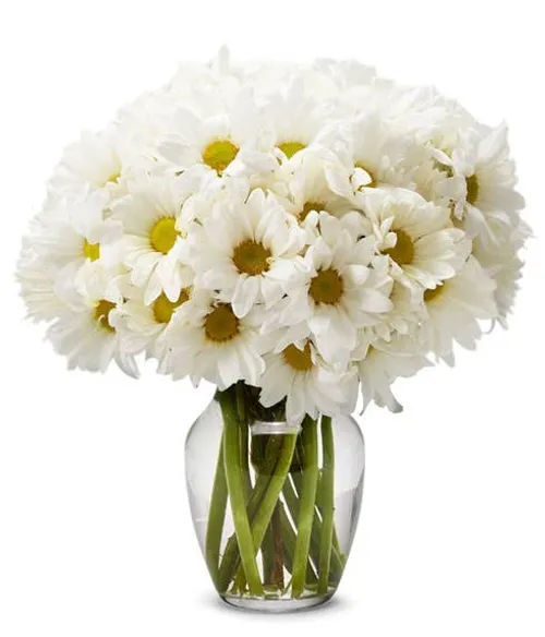 White daisies