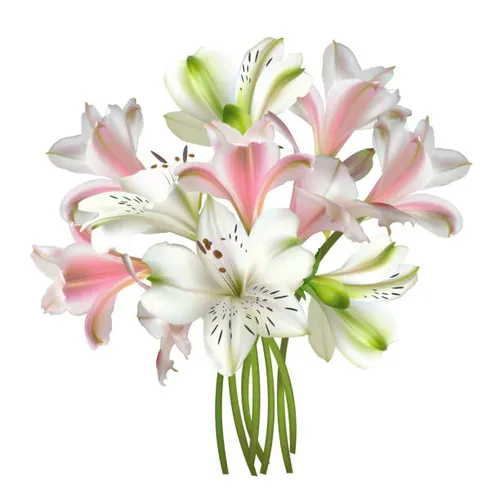 Pink lilies